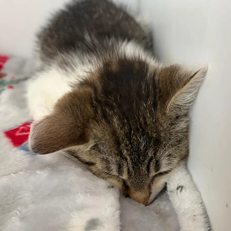 A baby small-sized female White Domestic Short Hair cat named McFlurry for adoption in Chattanooga, TN