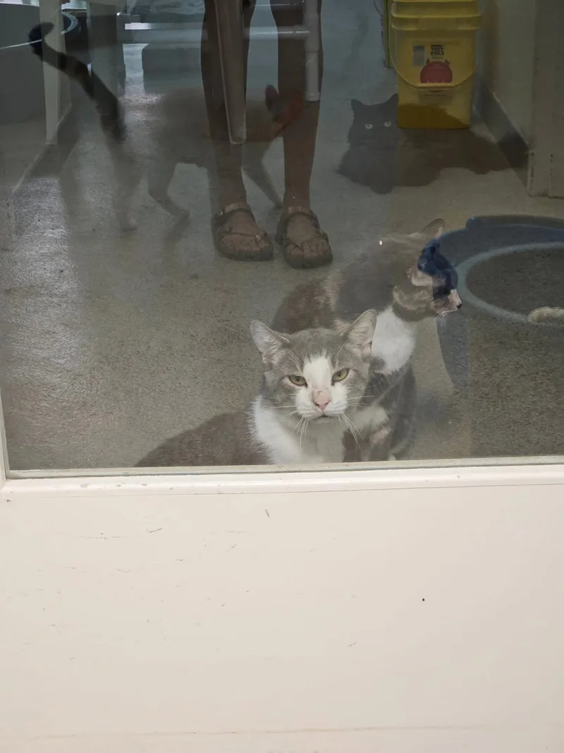 A young medium-sized male Gray & White Domestic Short Hair cat named Toby for adoption in Westbrook, CT