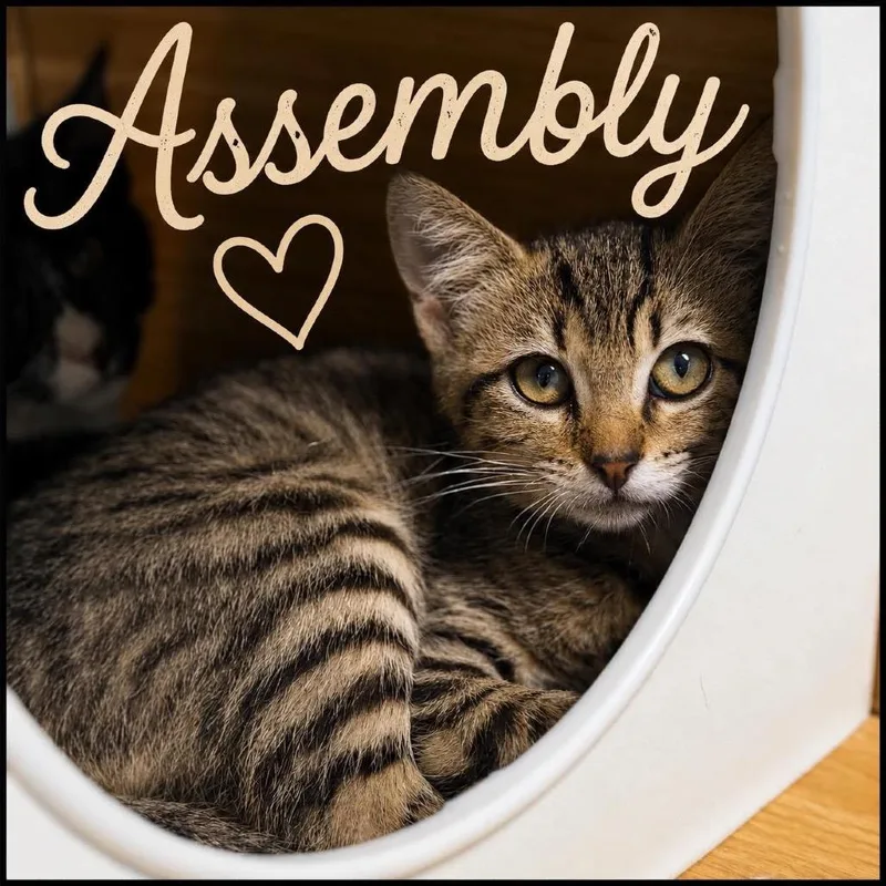 A baby small-sized female Brown / Chocolate Domestic Short Hair cat named Assembly for adoption in Brownsboro, AL