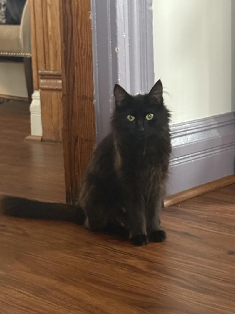 An adult medium-sized female Domestic Long Hair cat named "mama" Miranda for adoption in Bethel Park, PA