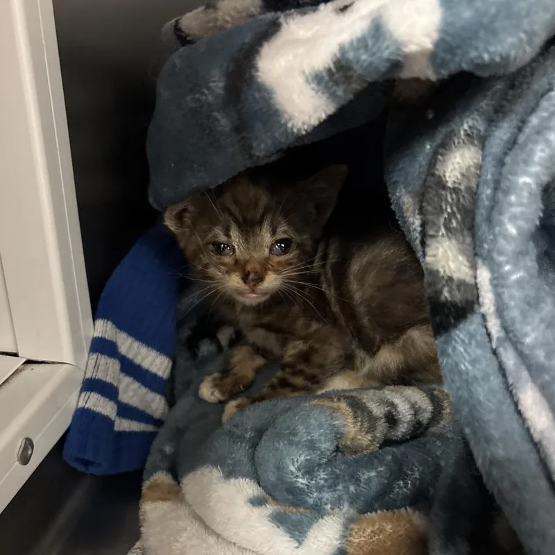 A baby small-sized female Gray / Blue / Silver Domestic Short Hair cat named Suitcase for adoption in Santa Barbara, CA