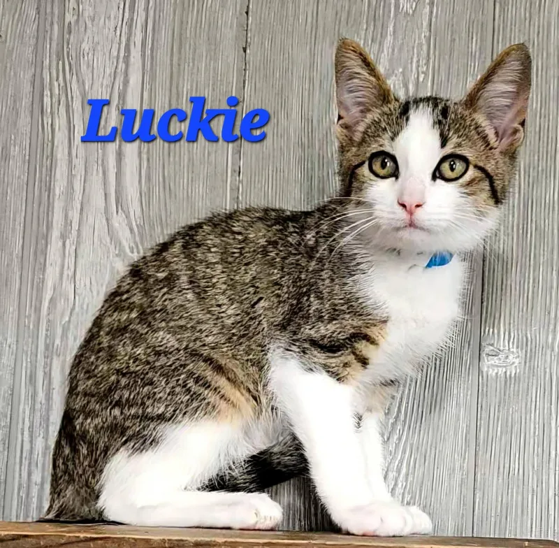 A baby medium-sized male White Domestic Short Hair cat named Luckie for adoption in Macon, GA