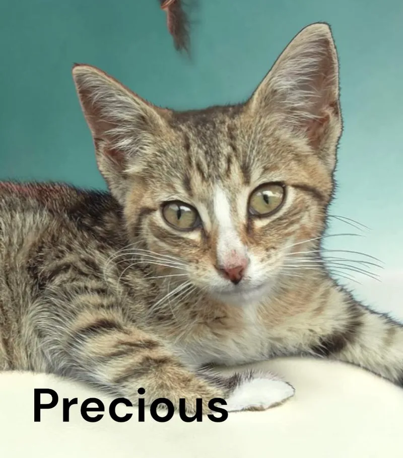 A baby medium-sized female Tabby cat named Precious for adoption in Weems, VA