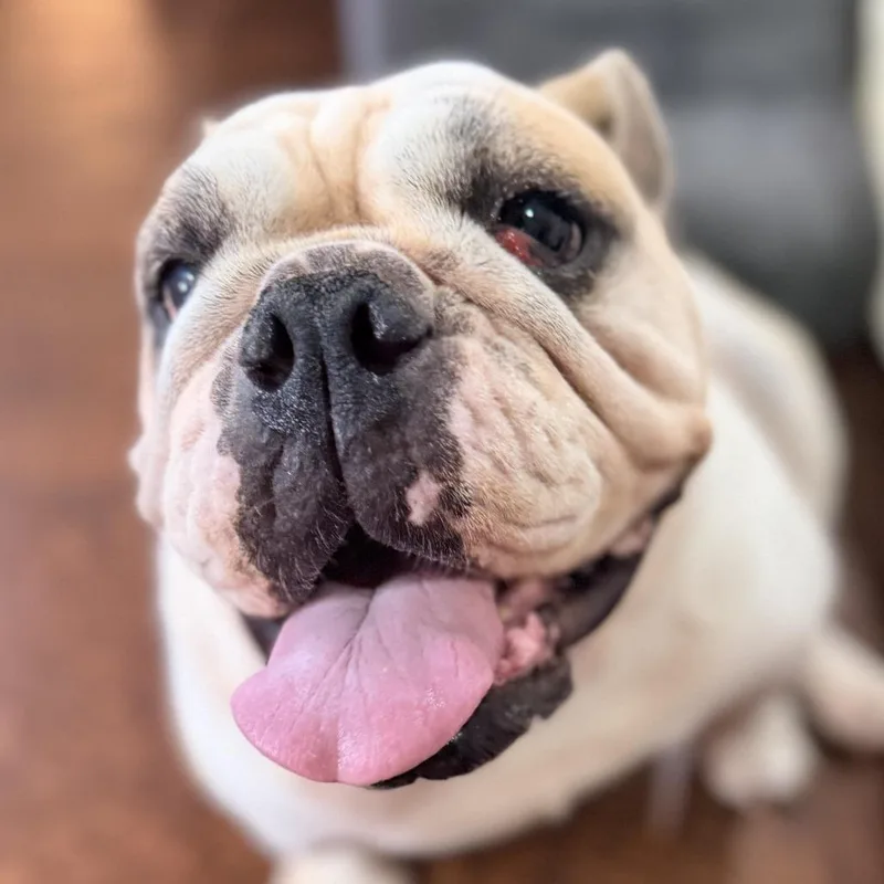 An adult large-sized female Yellow / Tan / Blond / Fawn English Bulldog dog named Lindley for adoption in Covington, GA