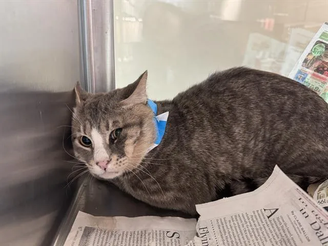An adult large-sized male Domestic Short Hair cat named Ted for adoption in Grand Prairie, TX