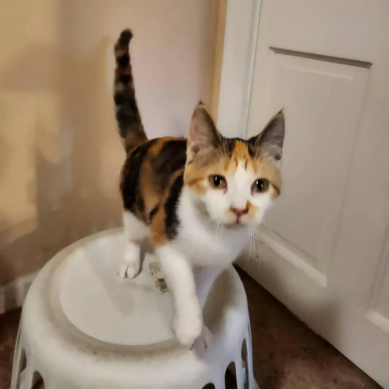 Pineapple Upside Down Cake