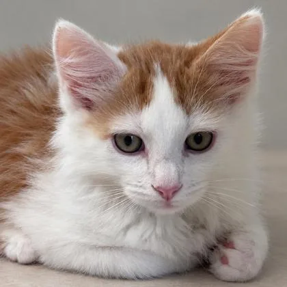 A baby small-sized male Domestic Short Hair cat named Muffin Burncoat needs for adoption in Hudson, MA