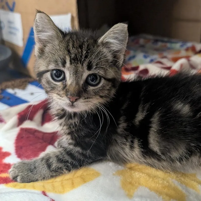 A baby small-sized female Brown / Chocolate Domestic Short Hair cat named Waverly for adoption in West Olive, MI