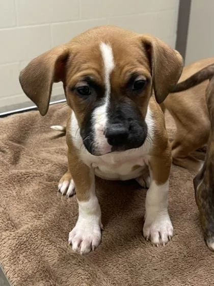 A baby small-sized female Pit Bull Terrier dog named Chip for adoption in Westland, MI