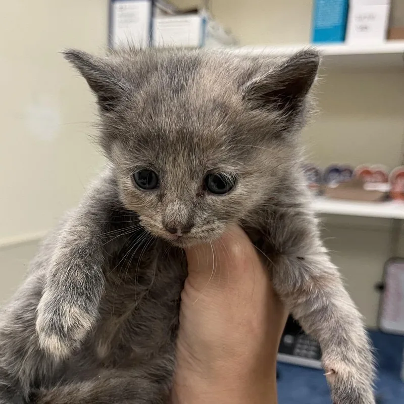 A baby small-sized female Calico Domestic Short Hair cat named Shafran for adoption in Lynchburg, VA