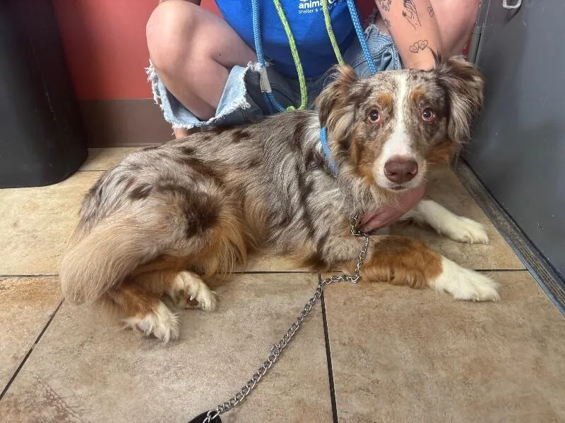 An adult medium-sized female Merle (Red) Mixed Breed dog named Coors Banquet for adoption in Cincinnati, OH
