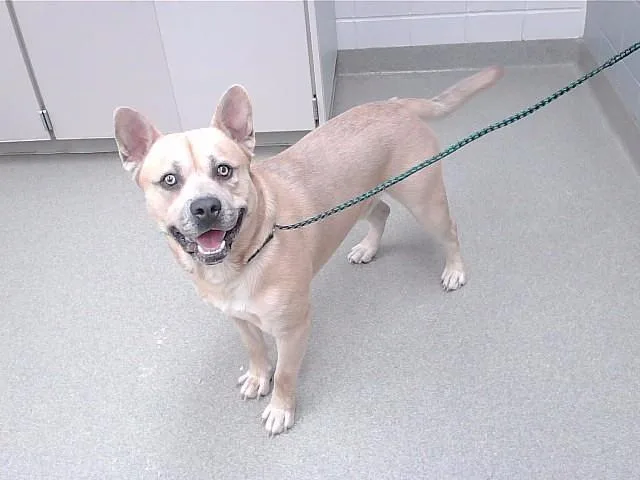 An adult large-sized male American Bulldog dog named Smokey for adoption in Omaha, NE