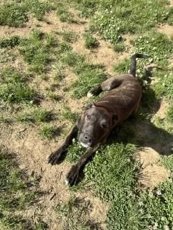 A baby medium-sized female Mixed Breed dog named Natalie for adoption in West Chester, PA