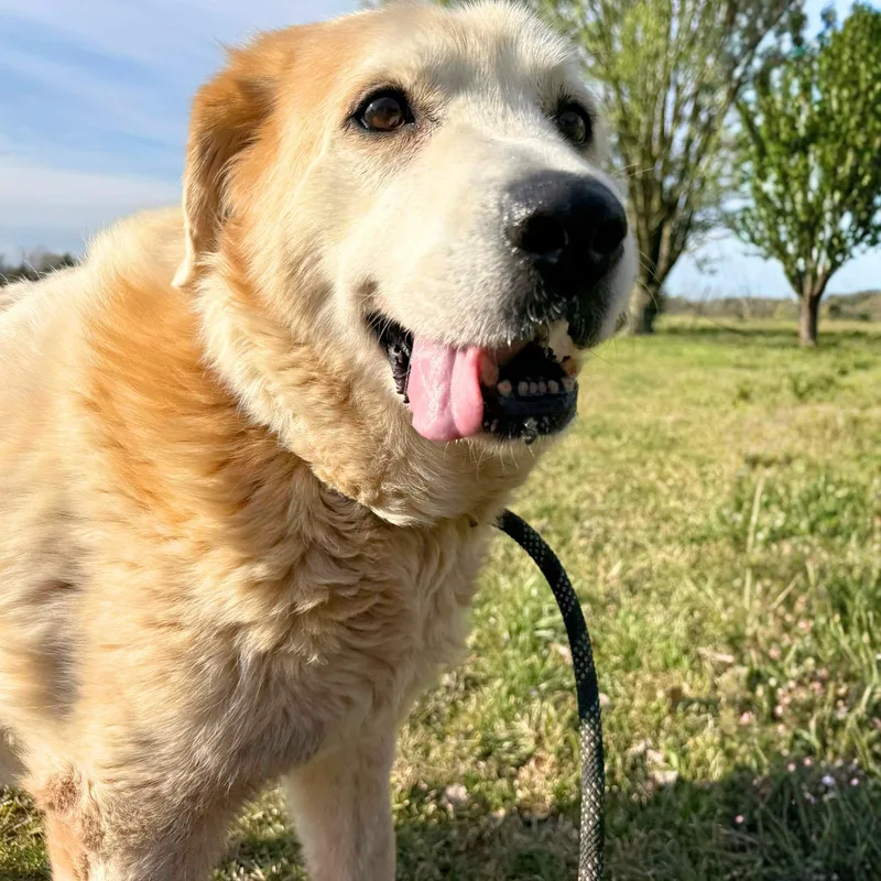 An adult large-sized female White / Cream Great Pyrenees dog named Sailboat for adoption in New York, NY
