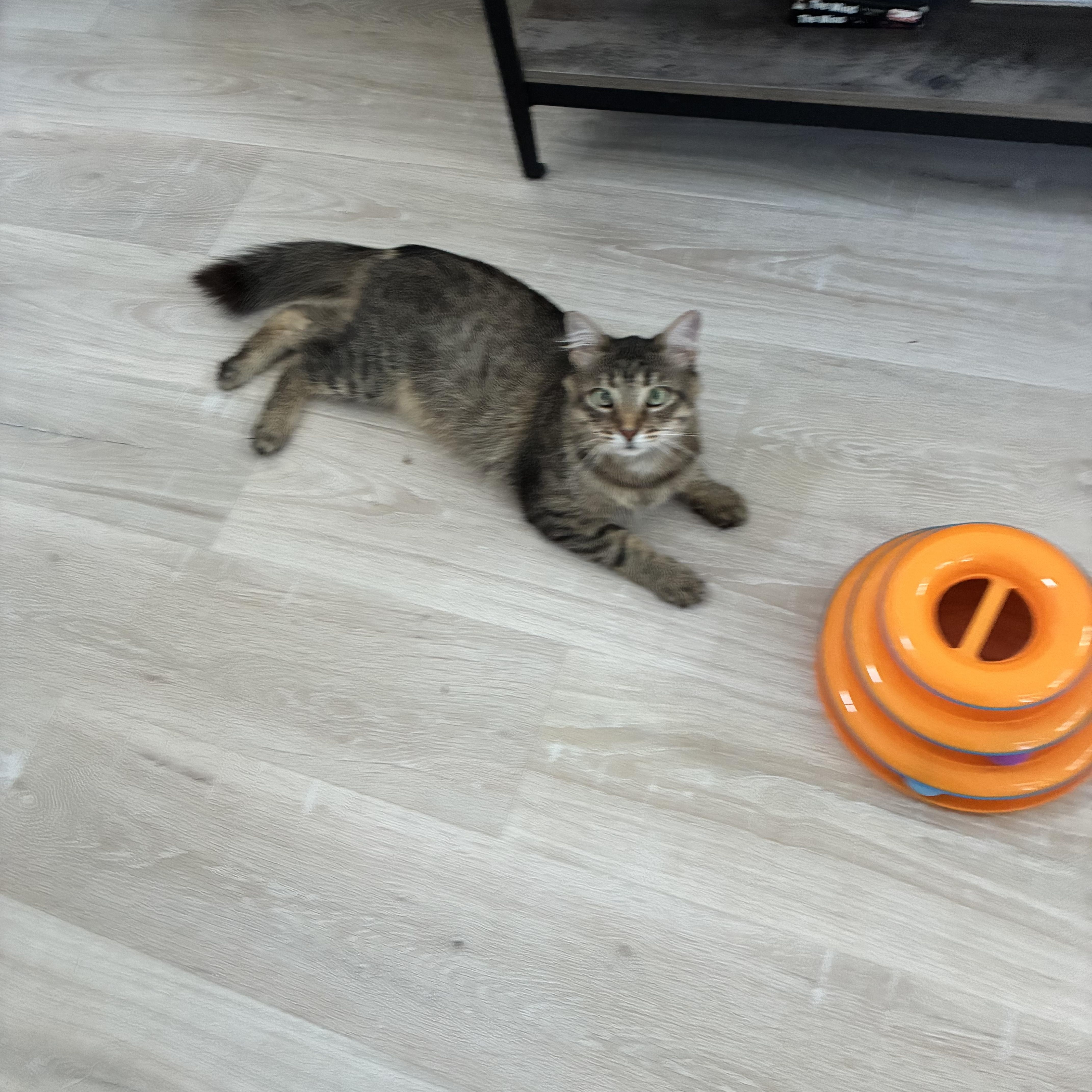 An adult medium-sized male Tabby (Buff / Tan / Fawn) Tabby cat named Frank for adoption in Independence, OH