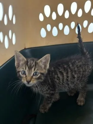 A baby small-sized male Domestic Short Hair cat named Nolan for adoption in Cumming, GA