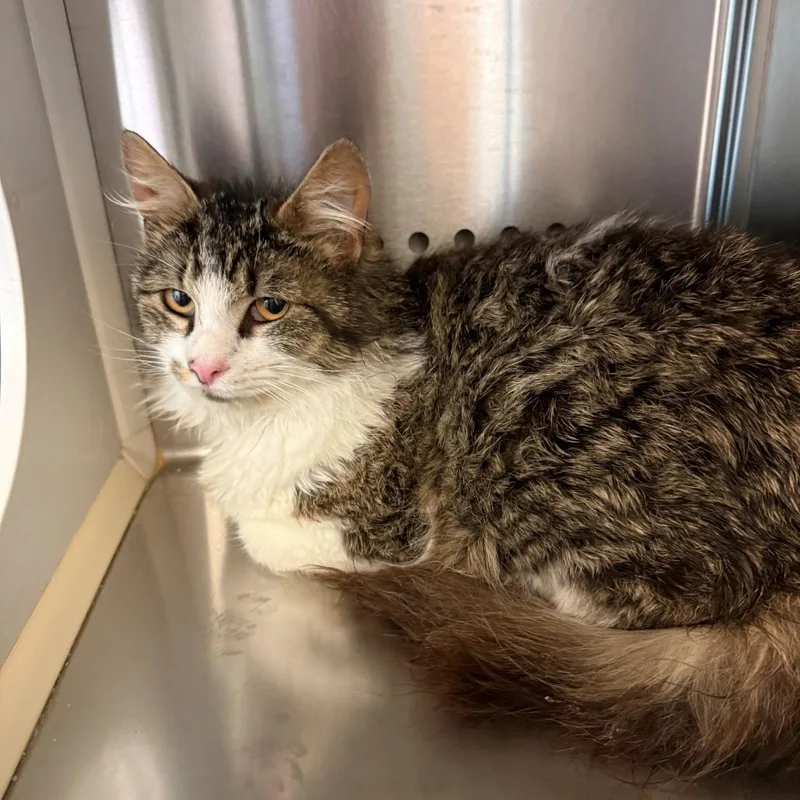 A young medium-sized male Brown / Chocolate Domestic Medium Hair cat named Ludo for adoption in Norman, OK