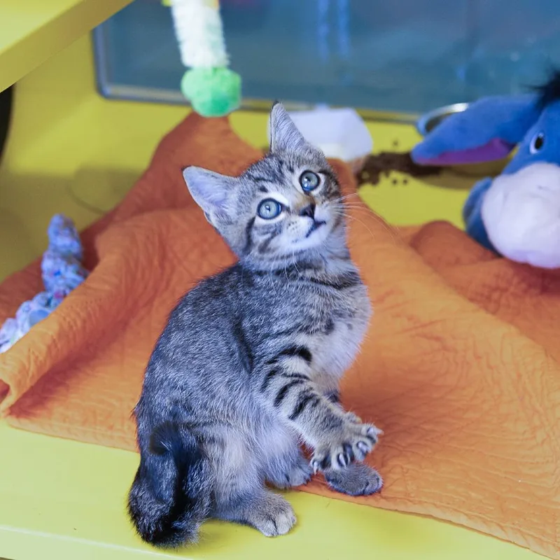 A baby small-sized female Gray / Blue / Silver Domestic Short Hair cat named FurOshis for adoption in Abilene, TX