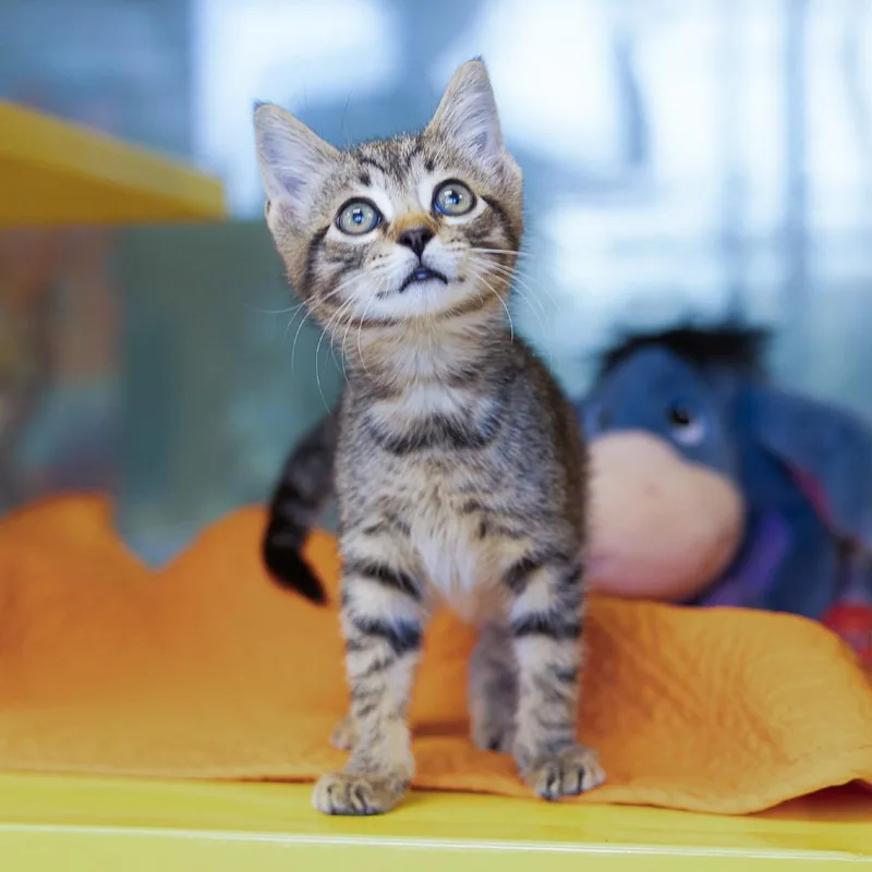 FurOshis thumbnail 5