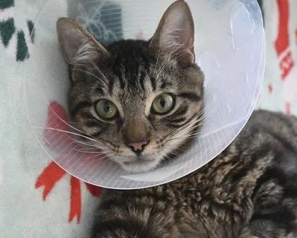 An adult small-sized male Domestic Short Hair cat named Chunky Boy for adoption in West Seneca, NY