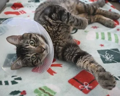 Chunky Boy thumbnail 2