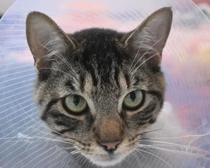 Chunky Boy thumbnail 3