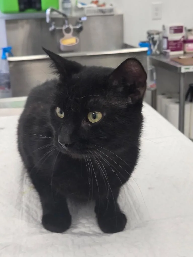 An adult medium-sized male Domestic Short Hair cat named Phoenix for adoption in Cambridge, MD