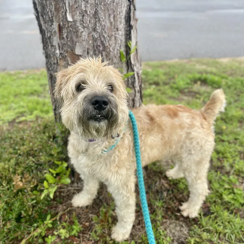An adult small-sized male White / Cream Wheaten Terrier dog named Ryder for adoption in Freeport, FL