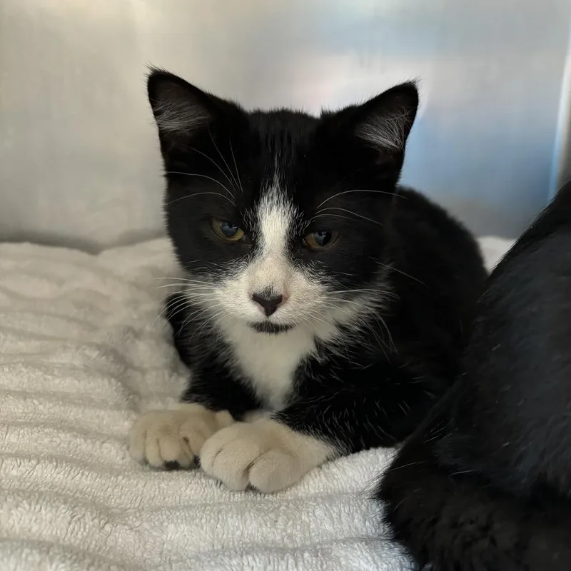 A baby small-sized male Black Domestic Short Hair cat named Fractal for adoption in Council Bluffs, IA
