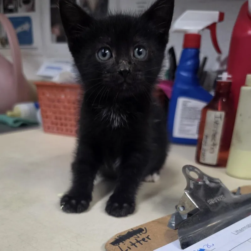 A baby small-sized male Black Domestic Short Hair cat named Fish Stick for adoption in Ardmore, OK