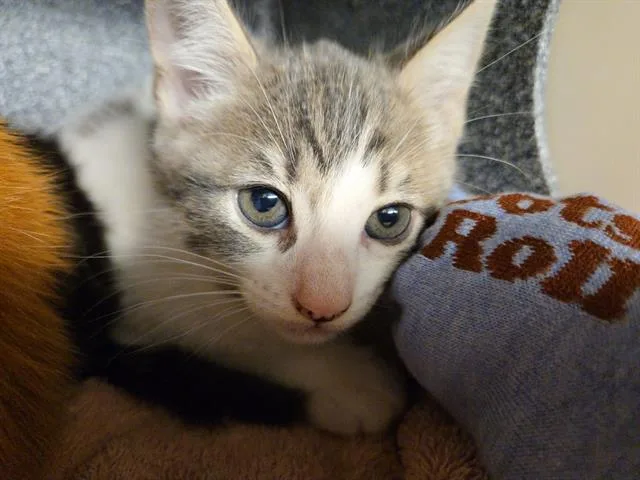 A baby small-sized female Domestic Short Hair cat named Dawna for adoption in Tustin, CA