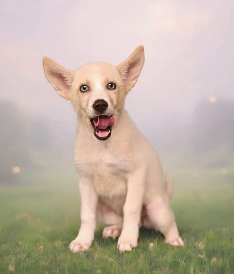 Heidi Puppy