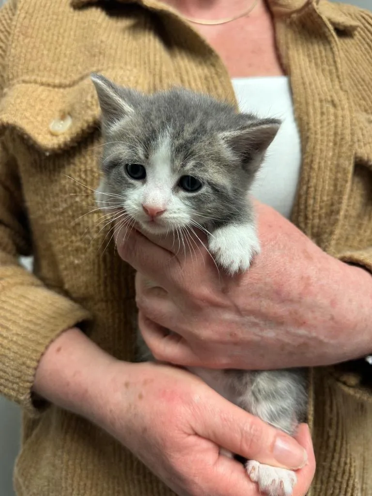 A baby small-sized male Domestic Short Hair cat named Bisbee for adoption in Ewing, NJ