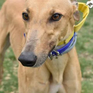 An adult medium-sized female Greyhound dog named October Fest for adoption in grandville, MI