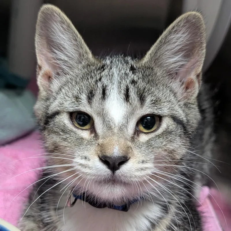 A baby medium-sized female Domestic Short Hair cat named Vee for adoption in Shoreline, WA