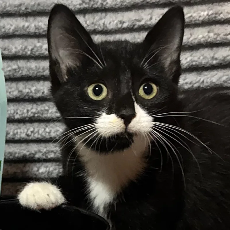 A baby small-sized female Manx cat named Piccadilly for adoption in Orlando, FL