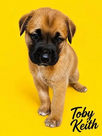 Toby
