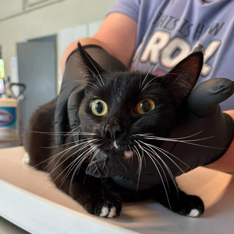 A young medium-sized female Black Domestic Short Hair cat named Maze for adoption in Huntington, WV
