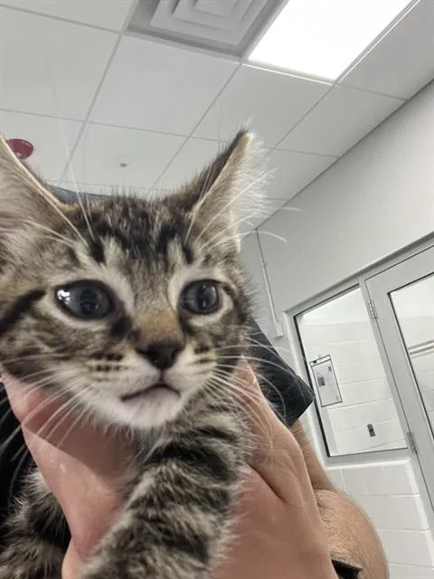 A baby small-sized male Domestic Short Hair cat named Oblivion for adoption in Indianapolis, IN
