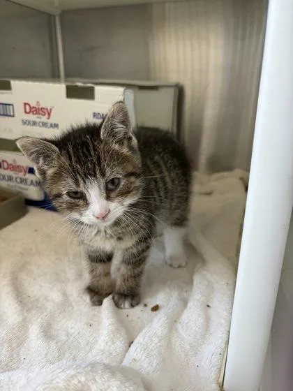 A baby small-sized male Domestic Short Hair cat named Matteo for adoption in Westland, MI