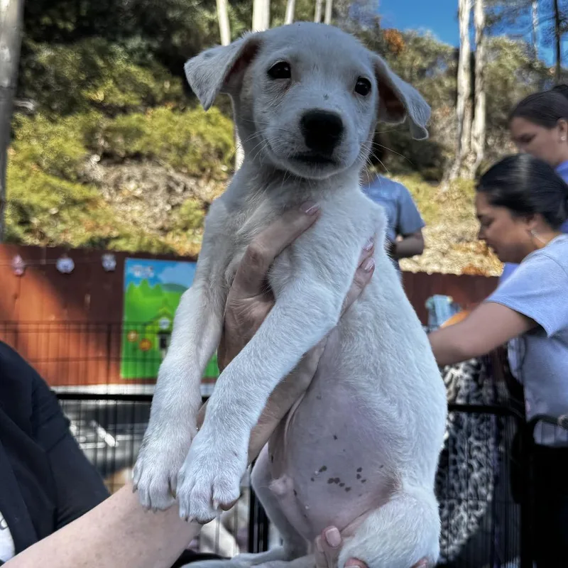 A baby medium-sized male White / Cream Cattle Dog dog named Buttercup for adoption in Escondido, CA