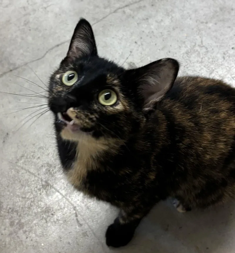 A young medium-sized female Domestic Short Hair cat named Saucepan for adoption in Iowa City, IA
