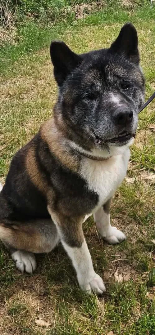 An adult extra large-sized male Akita dog named Coda for adoption in Mooresville, NC