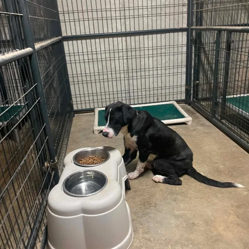A young large-sized male Black Labrador Retriever dog named Blake for adoption in Bessemer, AL