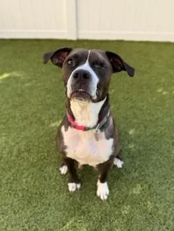 A senior large-sized female Mixed Breed dog named Abigail for adoption in Savannah, GA