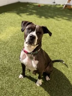 Abigail thumbnail 3