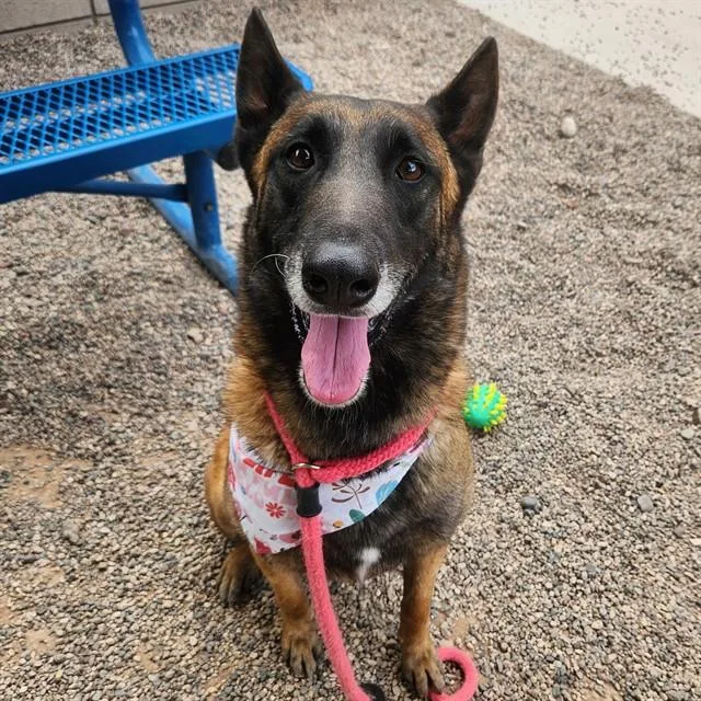 An adult large-sized female Belgian Shepherd / Malinois dog named Shalla for adoption in Mesa, AZ