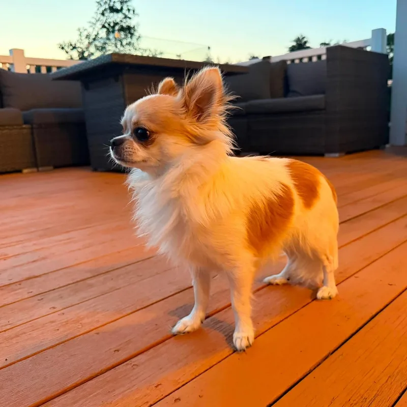 A baby small-sized male Apricot / Beige Chihuahua dog named Ramsey for adoption in Pelham, NH