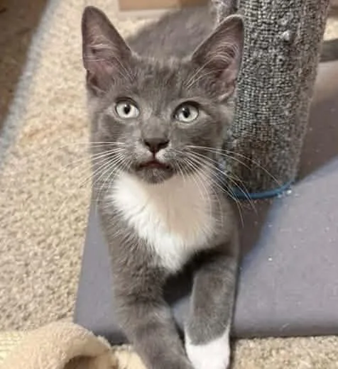 A baby medium-sized male Gray & White Domestic Short Hair cat named Gust for adoption in Breinigsville, PA