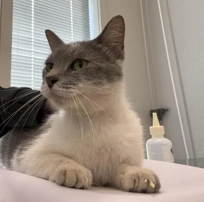 An adult large-sized female Domestic Short Hair cat named Auggie for adoption in Lafayette, IN